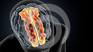 3d illustration of human Brain superior frontal gyrus Anatomy