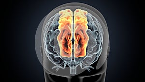 3d illustration of human Brain superior frontal gyrus Anatomy
