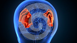 3d illustration of human brain supramarginal gyrus anatomy