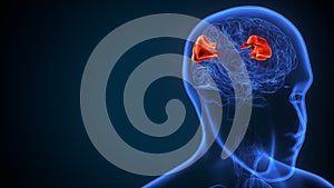 3d illustration of human brain supramarginal gyrus anatomy