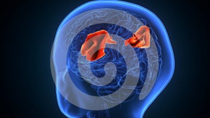 3d illustration of human brain supramarginal gyrus anatomy