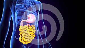 3D Illustration of Human Digestive System Anatomy Stomach with Small Intestine