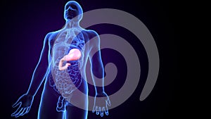 3D Illustration of Human Digestive System Stomach Anatomy