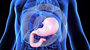 3D Illustration of Human Digestive System Stomach Anatomy