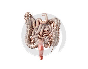 3d illustration of human intestine back view