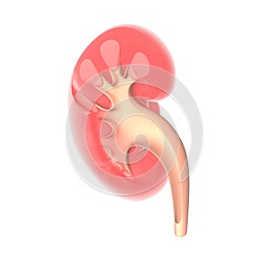 3d illustration of the human kidney anatomy.