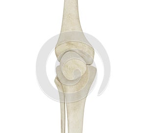 3d illustration of human knee bones