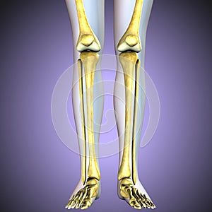 3d illustration. human knee bones skeletal system