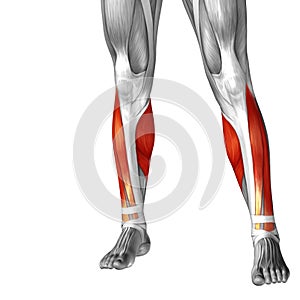 3D illustration human lower leg anatomy or anatomical and muscle