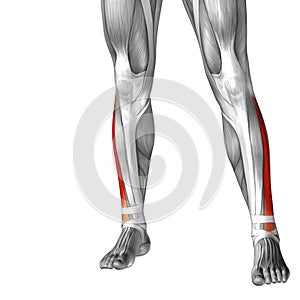 3D illustration human lower leg anatomy or anatomical and muscle