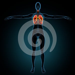 3d illustration of human lungs human Respiratory system Anatomy