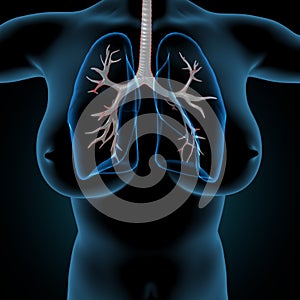 3d illustration of human lungs human Respiratory system Anatomy
