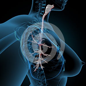 3d illustration of human lungs human Respiratory system Anatomy