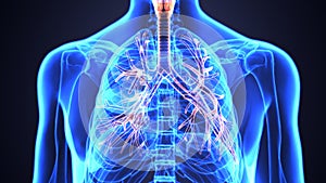 3D Illustration of Human Lungs Inside Anatomy Larynx, Trachea, Bronchioles