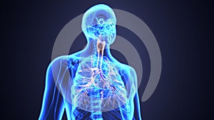 3D Illustration of Human Lungs Inside Anatomy Larynx, Trachea, Bronchioles