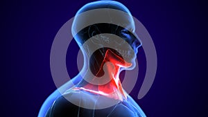 3d illustration of Human neck muscle anatomy for the education.