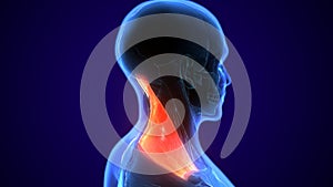 3d illustration of Human neck muscle anatomy for the education.