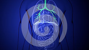 3D Illustration of Human Respiratory System Lungs Anatomy