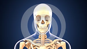 3d illustration of human skeleton anatomy