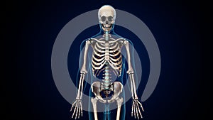 3d illustration of human skeleton axial bone anatomy.