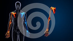 3d illustration of human skeleton body parts.