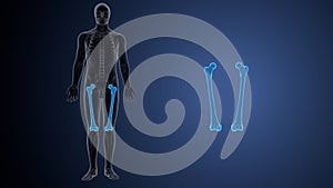 3d illustration of human skeleton body parts.