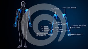 3d illustration of human skeleton body parts.