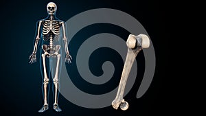 3d illustration of human skeleton body parts.
