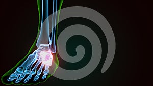 3d illustration of the human skeleton calcaneus bone