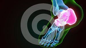 3d illustration of the human skeleton calcaneus bone