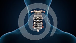 3d illustration of human skeleton cervical bone anatomy