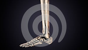 3d illustration of human skeleton foot bone anatomy.