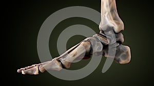 3d illustration of human skeleton foot bone anatomy.