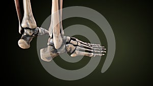 3d illustration of human skeleton foot bone anatomy.