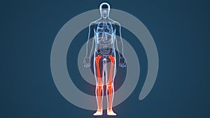 3d illustration of human skeleton leg bones anatomy