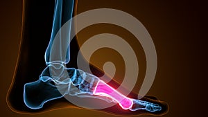 3d illustration of the human skeleton metatarsal bones