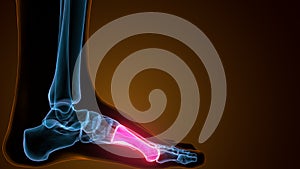 3d illustration of the human skeleton metatarsal bones