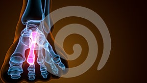 3d illustration of the human skeleton metatarsal bones