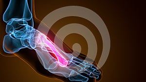 3d illustration of the human skeleton metatarsal bones