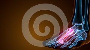 3d illustration of the human skeleton metatarsal bones