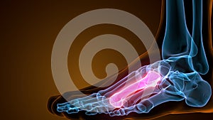 3d illustration of the human skeleton metatarsal bones