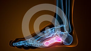 3d illustration of the human skeleton metatarsal bones