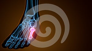 3d illustration of the human skeleton metatarsal bones