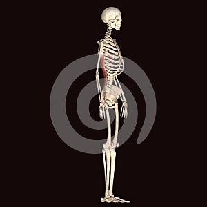 3d illustration of human skeleton muscles
