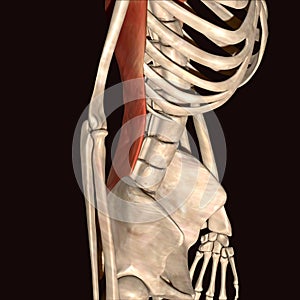 3d illustration of human skeleton muscles