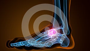 3d illustration of the human skeleton navicular bone