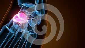 3d illustration of the human skeleton navicular bone