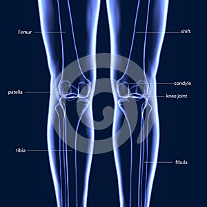 3D Illustration of Human Skeleton Tibia and Fibula Bones