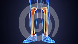 3D Illustration of Human Skeleton Tibia and Fibula Bones