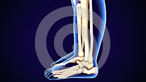 3D Illustration of Human Skeleton Tibia and Fibula Bones